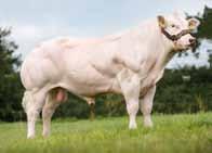 Kurtex will produce easily born calves with muscle development from an early age.