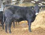 55 MEADOW QUALITY Suitable for dairy maiden heifers with easily born progeny.