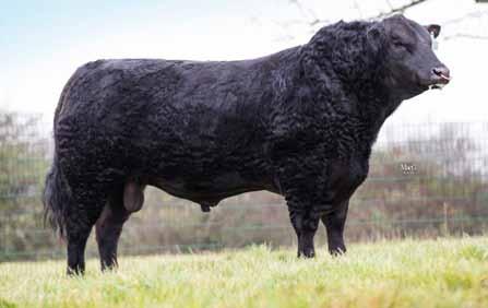 8 Easier Gestation Length (d) Longer 285 282 Shorter Calf Vigour