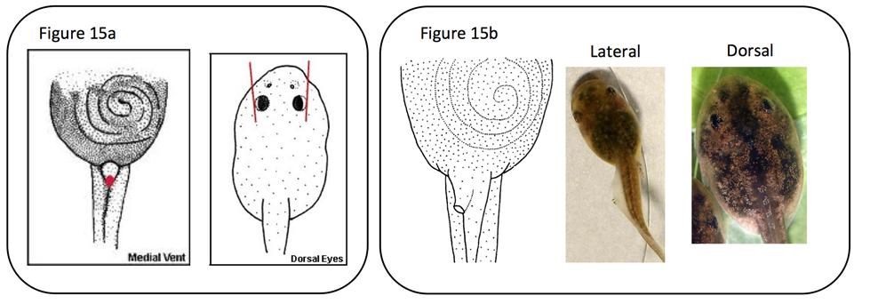 15. Anus in midline at base of ventral fin; eyes dorsal (Fig. 15a)... 16 Anus to right of ventral fin (i.e., dextral); eyes lateral or dorsal (Fig.