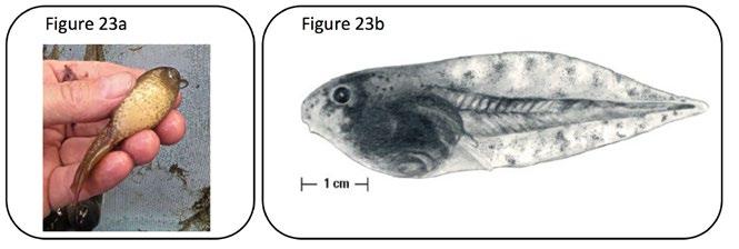 from the nostril to the eye... Hyla cinerea (Fig. 21b) 22.