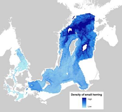 There is an apparent decline in prey species diversity from the North Sea towards the Baltic Sea, as an effect of the decrease in salinity and the resulting decrease in the total number of species 11.
