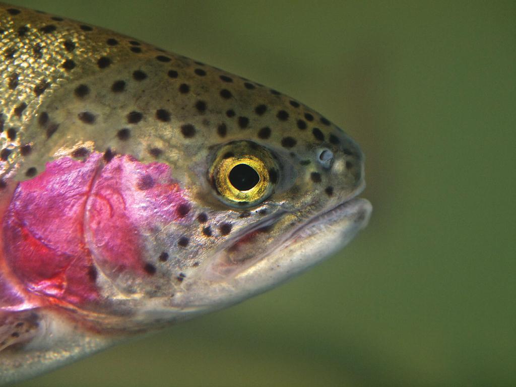New Brunswick Rainbow Trout Aquaculture Policy 2016 Department of Energy