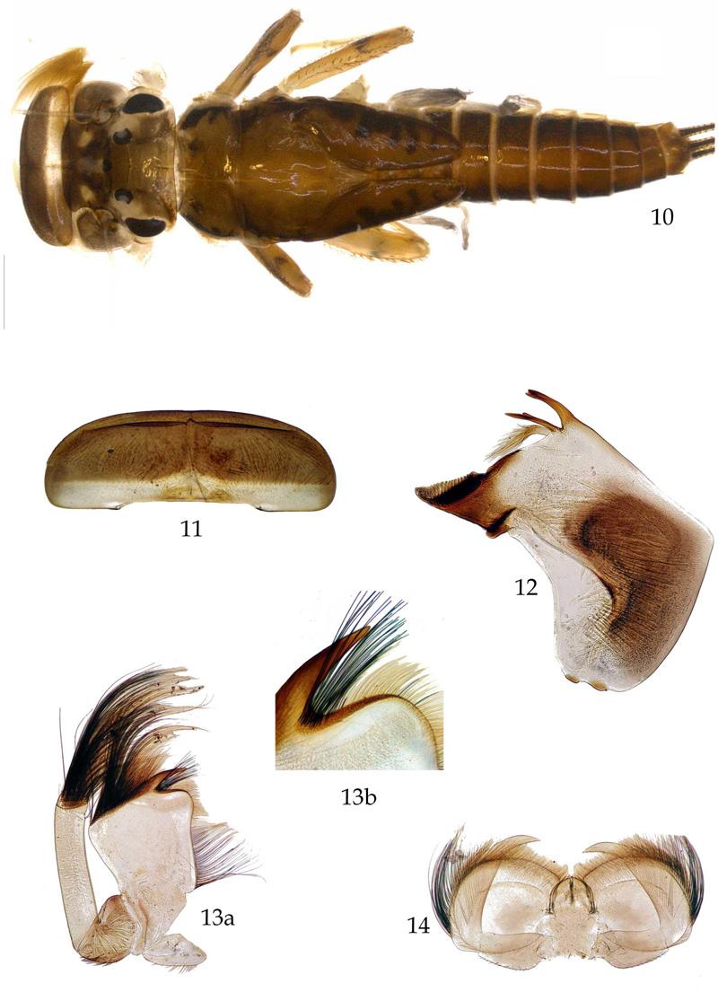 206 L.R.C. Lima et al.: Ann. Limnol. - Int. J. Lim. 48 (2012) 201 213 Figs. 10 14. Hydrosmilodon plagatus, sp. nov. Nymph: 10, habitus of nymph.