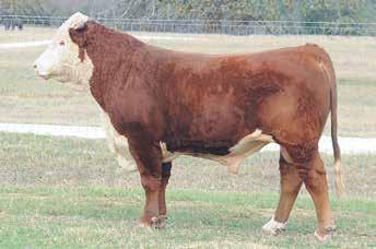 Estimated Eye Pigment: LE 100/RE 100 6174M STARDANCE M6174 Horn 43761637 Calved: March 19, 2016 Tattoo: LE 6174 HH ADVANCE 0132X {DLF,HYF,IEF} CL 1 DOMINO 7128T 1ET {DLF,HYF,IEF} CHURCHILL ADVANCE