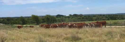 Bull Development Program The bull calves run with their dams on native and improved grass pastures until weaning. We do not creep our calves.