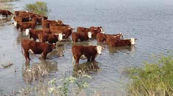 2015 Born Calves Test Site Olsen Ranches Inc, Harrisburg, Nebraska TSC Owned Herd Sire LJS Mark Domino 1321 (#43394744), owned with Churchill Cattle Company, Montana, Genex Cooperative, Wisconsin,