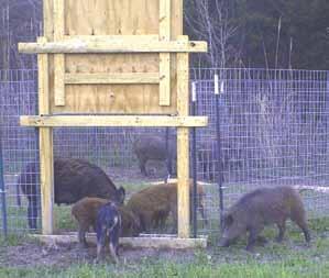 Population Control 50% annual removal of wild hogs to stop