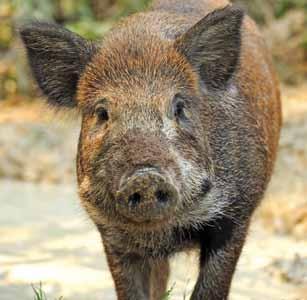 SPREADING DISEASE Wild hogs are known carriers of at least 45 different parasites (external and internal) and