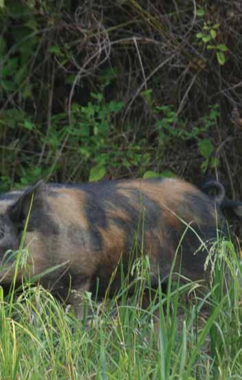 Although wild hogs provide recreational benefits to some groups of hunters and landowners,