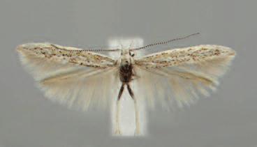 , 2009. Coleophora luteochrella Baldizzone & Tabell, sp. n., a new coleophorid moth from the Iberian Peninsula (Lepidoptera: Coleophoridae). SHILAP Revista de lepidopterología.