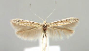 org (accessed 8 April 2016). BALDIZZONE, G., VAN DER WOLF, H. W. & LANDRY, J.-F., 2006. Coleophoridae, Coleophorinae (Lepidoptera). World Catalogue of Insects, 8: 1-215. CORLEY, M. F. V., MARABUTO, E.