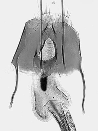 Female genitalia, paratype (GP 5413 J.