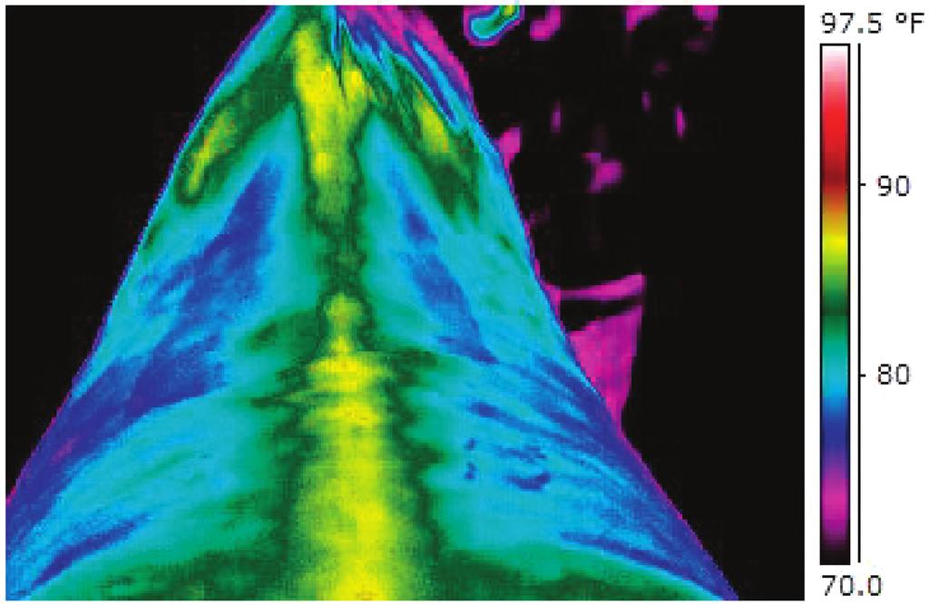 WOUND & ORTHOPEDIC MANAGEMENT Fig. 7. Thermogram showing the hot/cold streak across the horse s back.