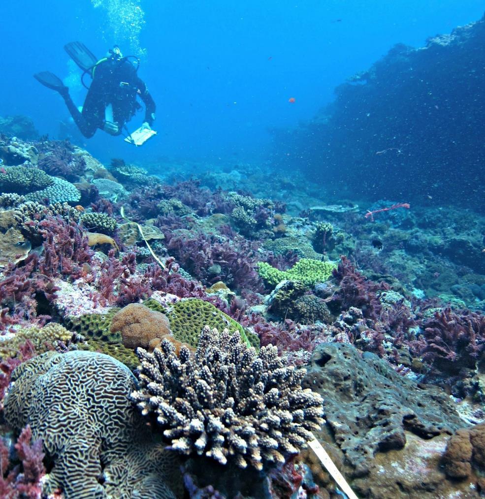 Report 2015 Reef Check
