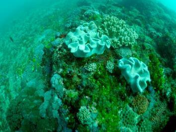 Site photo, Currimundi Reef, Site 2 Recorded hard coral cover at Currimundi Reef, Site 2 decreased from 34% in 2014 to 25% in 2016.