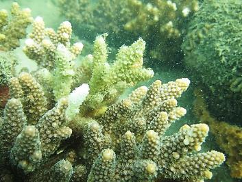 Soft coral has been stable over the past eight years, attributing 16% to the benthos in 2015 (19% in 2014, 15% in 2013 and 15% in 2012).