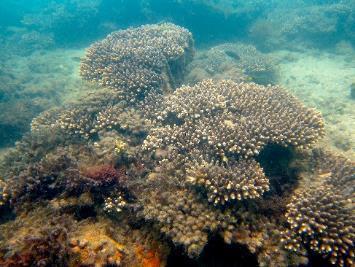 AUSTRALIA 3.5 Myora Reef, Site 1 Myora Reef is a unique reef habitat in Moreton Bay, as it is the only location dominated by Acropora corals (Fellegara & Harrison 2008).
