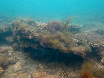 Site photo, Myora Reef, Site 1 Hard coral cover recorded in 2015 was 31%; a slight decrease from 39% in 2014.