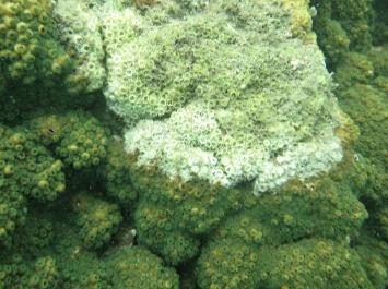 Soft coral cover increased notably to 22% from 10% in 2013. Prior to 2013, the soft coral cover was relatively consistent with an average cover of 11% over the preceding 5 years.