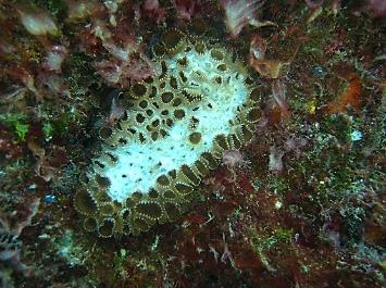 However, an overall decrease was recorded from 27% in 2014. Branching (7%) and encrusting (7%) growth forms made up the majority of the hard coral cover.