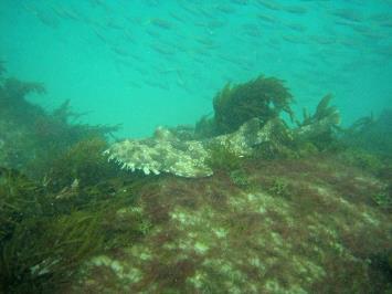 sub-region. Narrowneck Artificial Reef is characterised by high cover of macro algae.