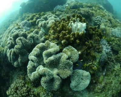 The Gold Coast Seaway is an artificial structure where hard coral growth has never been recorded by RCA.