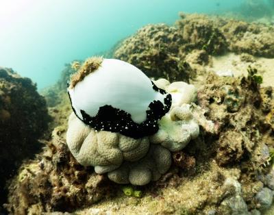 The two sites within the Gold Coast Seaway and the new sites at Amity Point and Kirra Reef are therefore excluded from hard coral cover analysis in this report.