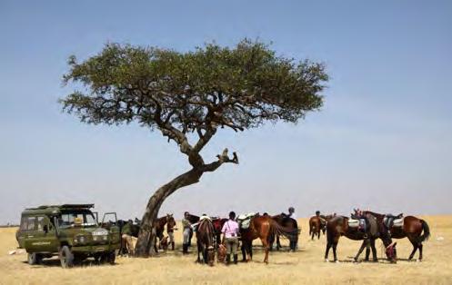 The riding safari is hosted by Gordie Church and Felicia Collie of Safaris Unlimited, one of Kenya s leading family run safari ou i ers, who not only run riding safaris but also offer tradi onal