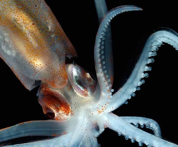 Huge groups of Arctic sea life were also found living in freezing water.