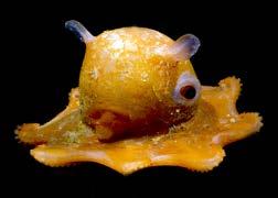 The flapjack has webbing between its tentacles. What Did We Learn? The Antarctic ice fish has no red blood cells.