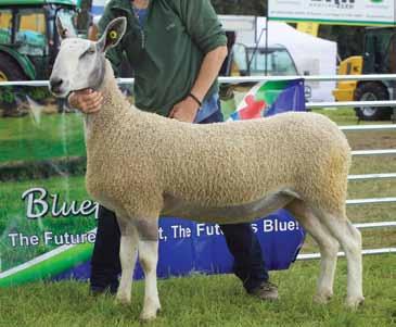 This proved to be a very popular decision with members bringing forward a bumper entry of 270 sheep in total for our two judges to find their respective champions from.