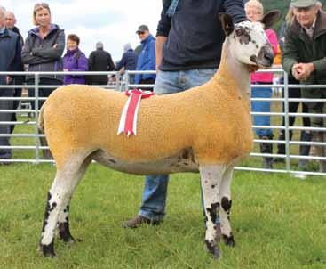 In the progeny classes Graham awarded his overall champion group to J Wight & Sons, Midlock with their pair of homebred aged ewes 1538/E89 and 1538/D109, and they were sired by the 980/C2 Hewgill.