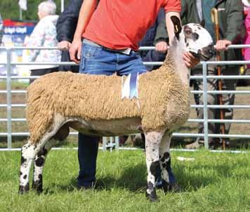 Bluefaced Leicester Open Class Results (Traditional Type) Champion - A McClymont Reserve - M & N Gray Ram Two Shear Or Over - 1-R Neill, 2-M & N Gray, 3-K Smith Shearling Ram - 1-H Brown, 2-R Neill,
