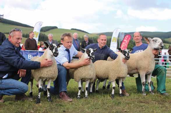 The reserve group was awarded to H Cockburn & Partners, Kingside with their group of three Mule ewe lambs (Cheviot type).