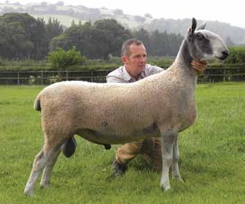 The reserve overall was awarded to the female champion a homebred shearling ewe shown by Dewi Parry, Nant-y-Glyd flock 4290/G014 who was sired by 3649/C1 Wanstead E+ out of a Hazelwood ewe.