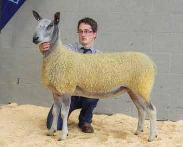 The reserve female was awarded to the first prize aged ewe from Miss J McLeod, Wanstead. The ewe is a homebred ewe 3649/C21 sired by 2832/Y8 Elian Nigel.