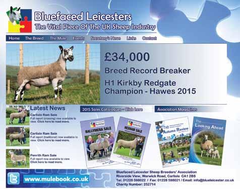 Ram prices in all breeds were back on the year, but Bluefaced Leicesters seemed to achieve higher clearance rates than many other breeds.