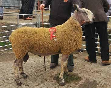 Paul Sammon (Firmount) was placed second selling for 950 Euros, third prize was a lamb from Tom Staunton (Mask View) selling for 1000 Euros, and Paul Sammon (Firmount) was placed fourth
