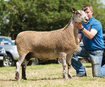Champion Progeny Group - M James Penrith Progeny Show The Penrith Progeny Show is becoming something of a hit, with numbers ever on the up in the Mule section especially.