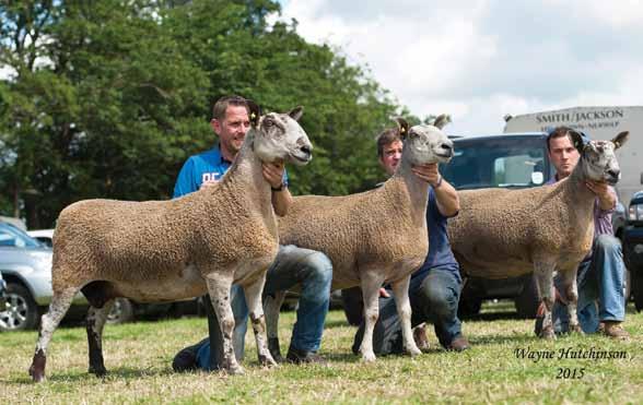 aged ewe, reserve at the Welsh went to take Female and Reserve Overall back again at Penrith after winning the female championship in 2010.
