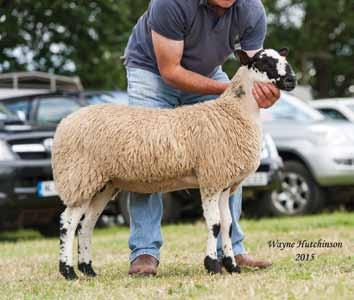 Champion Mule Progeny Group - R D Archer & Son Gimmer - 1-E Buckle, 2-W C Porter & Son, 3-M Drummond Ewe Lamb - 1-T Jones, 2-M W & C M Ridley, 3-C T & J E Willoughby & Sons Best Skinned Sheep - 1-M