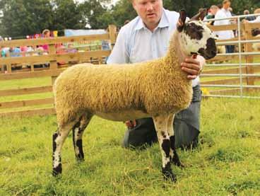 Champion Progeny Group - G & J Loughery Julie Loughery Co Antrim Report and photos by Julie Loughery Progeny Show Another great entry of Bluefaced Leicester and Mule sheep were presented at the