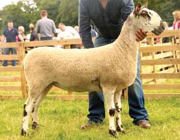 Enjoying a very successful day and winning their first Bluefaced Leicester Championship in the individual class were J Adams & Sons, Holmview, with their first prize gimmer, a smart sheep by F7 Firth