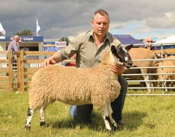 efforts by winning the individual Mule championship with a ewe lamb by E26 Firth, a B4 Tanhouse Farm son purchased in Kelso and again going on to win the Mule Progeny Championship with three