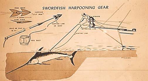 Along California, landings peaked in the 1970s for the harpoon fishery, in the late 80s for the DGN fishery, and in the late 90s and early 2000s for longline caught swordfish.