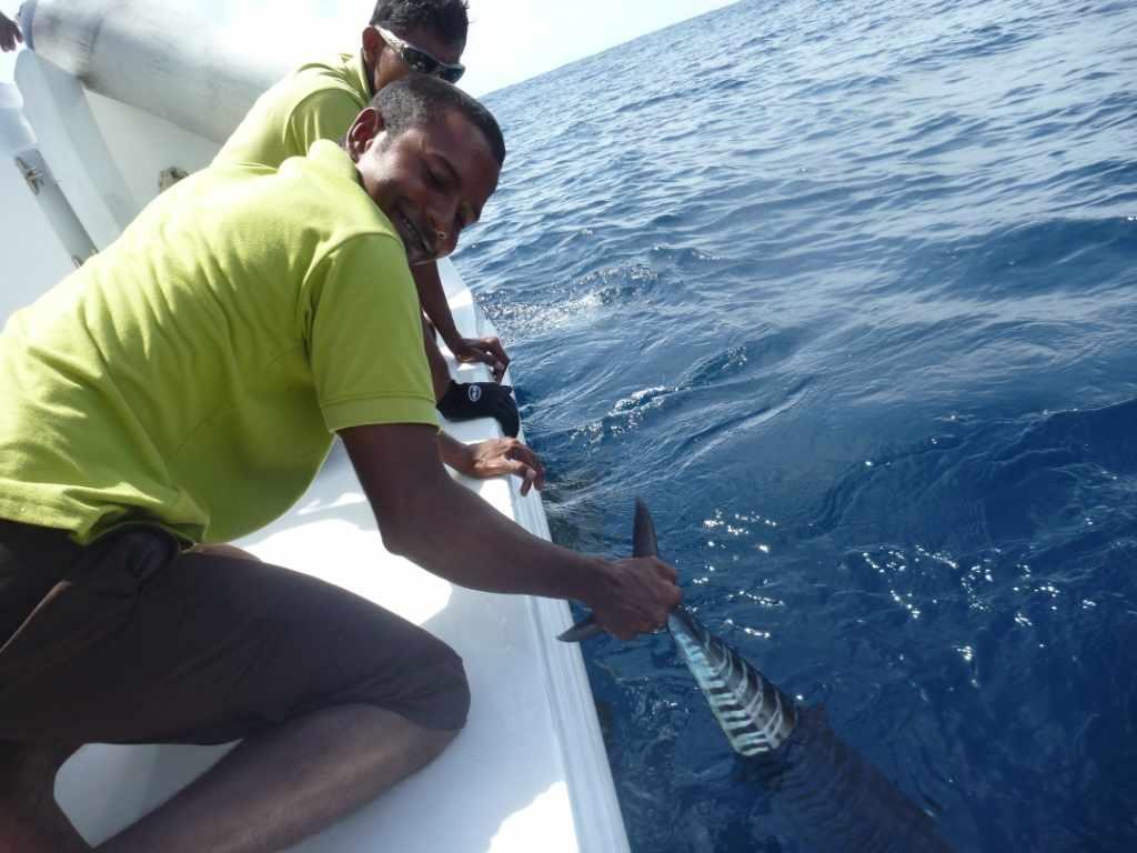 With regards to other pelagic species, we keep enough for lunch or dinner and release excess fish in healthy condition.