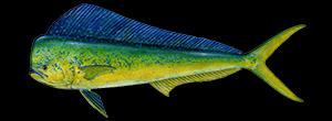 CUT BAIT JIGS SALTWATER LIVE BAIT SOFT PLASTICS DOLPHINFISH WHERE TO CATCH DOLPHINFISH?