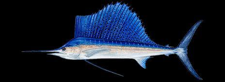 INSECTS MINNOWS SOFT PLASTICS SPOONS JIGS PLUGS SPINNER BAITS SAILFISH WHERE TO CATCH SAILFISH?