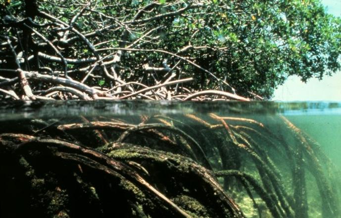 Student Sheet: MA-1 What do mangroves mean to you? Many people see mangroves as unpleasant, muddy places with too many mosquitoes.
